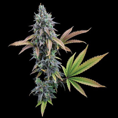 Brothers Grimm Seeds Cinderella 99 | Skyline Seed Bank