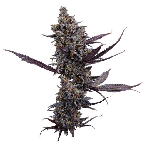 Brothers Grimm Seeds Cinderella Pineapple | Skyline Seed Bank