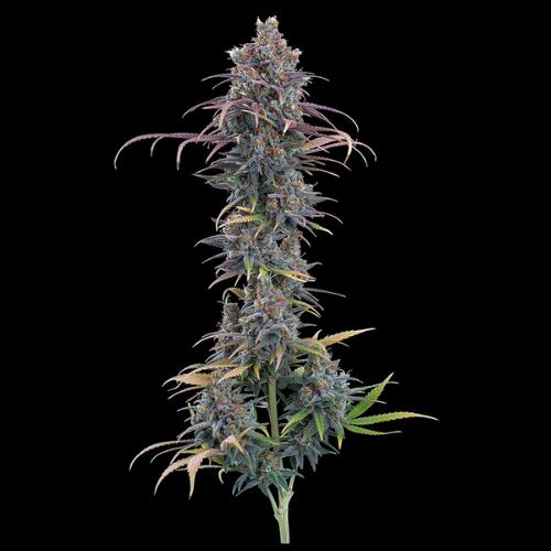 Brothers Grimm Seeds Cinderella Purple | Skyline Seed Bank