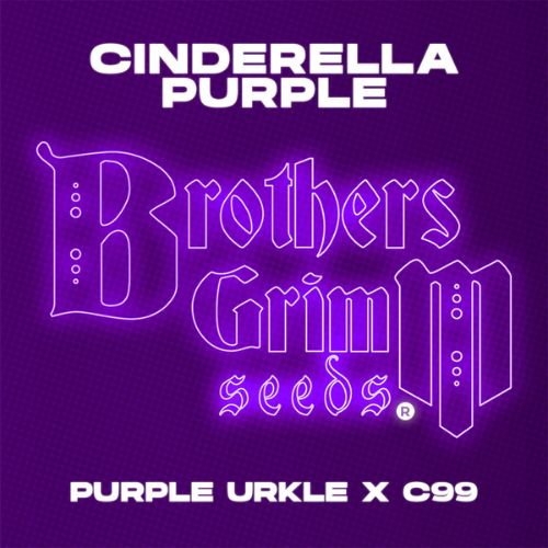Brothers Grimm Seeds Cinderella Purple | Skyline Seed Bank