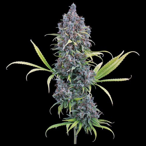 Brothers Grimm Seeds Durban Thai x C99 | Skyline Seed Bank