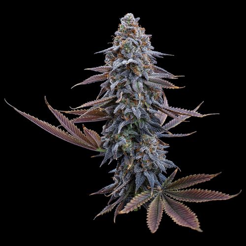 Brothers Grimm Seeds G13 Genius | Skyline Seed Bank