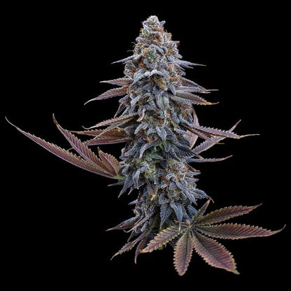 Brothers Grimm Seeds G13 Genius | Skyline Seed Bank