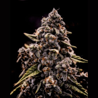 Brothers Grimm Seeds Genius Juice | Skyline Seed Bank