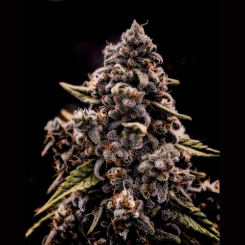 Brothers Grimm Seeds Genius Juice | Skyline Seed Bank