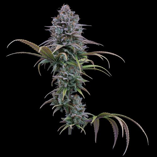 Brothers Grimm Seeds Grimm Glue | Skyline Seed Bank