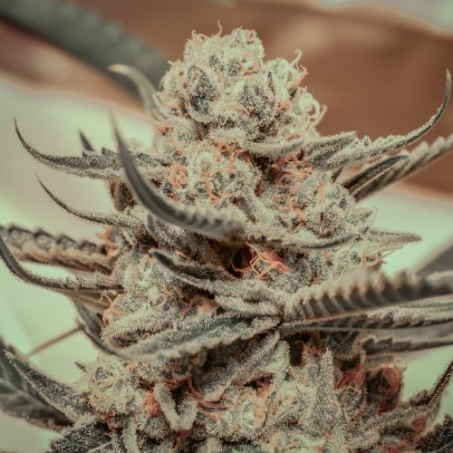 Brothers Grimm Seeds Killer Queen | Skyline Seed Bank