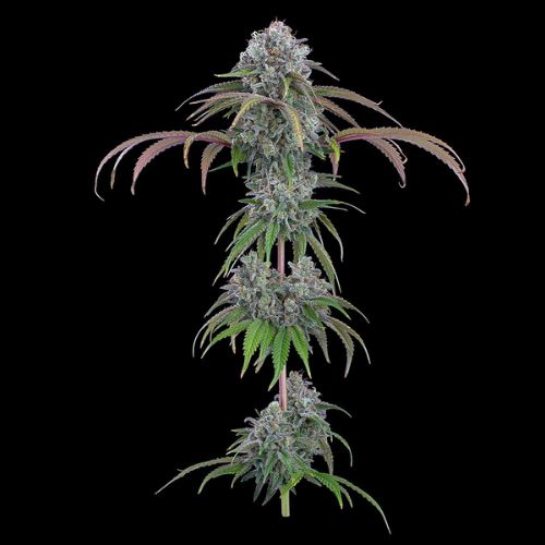 Brothers Grimm Seeds Ocifer | Skyline Seed Bank
