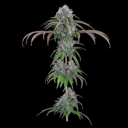 Brothers Grimm Seeds Ocifer | Skyline Seed Bank