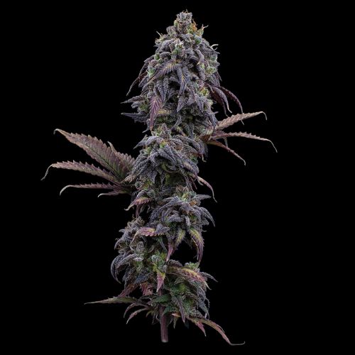 Brothers Grimm Seeds Princess Haze | Skyline Seed Bank