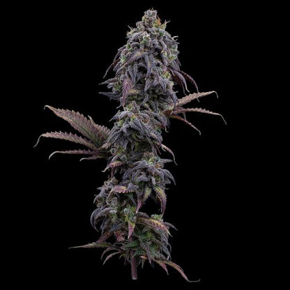 Brothers Grimm Seeds Princess Haze | Skyline Seed Bank