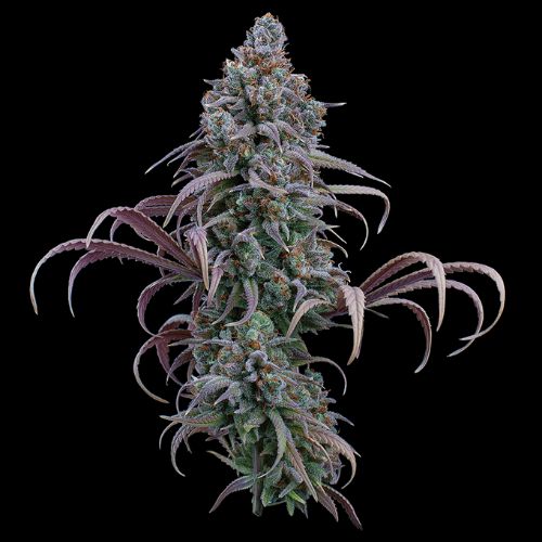 Brothers Grimm Seeds Rosetta Stone | Skyline Seed Bank