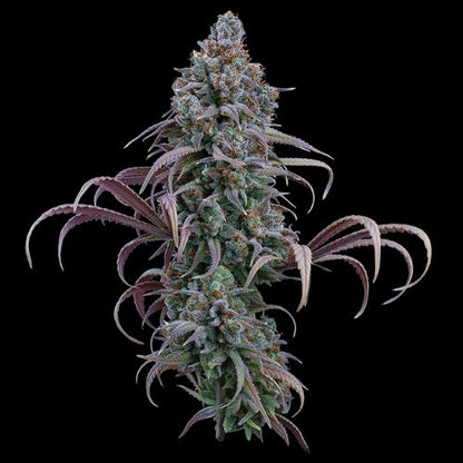 Brothers Grimm Seeds Rosetta Stone | Skyline Seed Bank