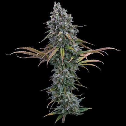 Brothers Grimm Seeds Space Queen | Skyline Seed Bank