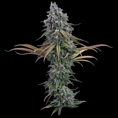 Brothers Grimm Seeds Space Queen | Skyline Seed Bank