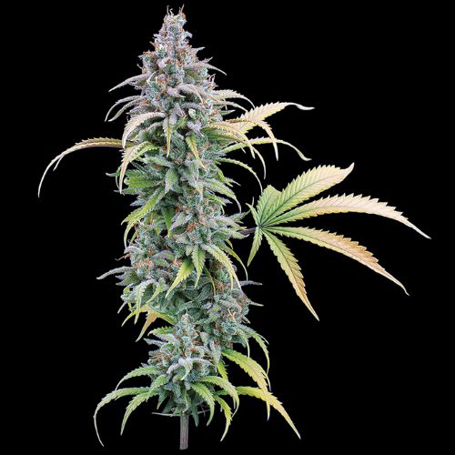 Brothers Grimm Seeds Thai Herer 99 | Skyline Seed Bank