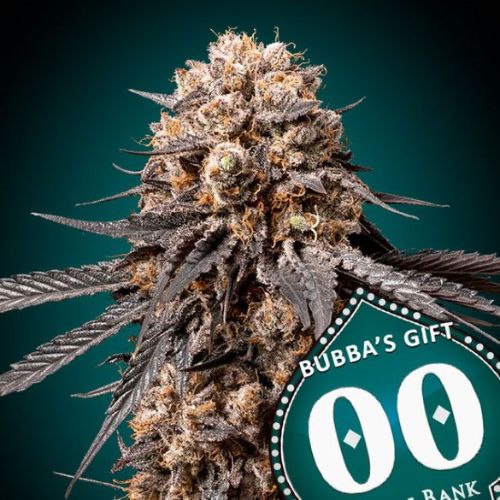 00 Seeds Bubba's Gift Feminized Seeds | Skyline Seed Bank 