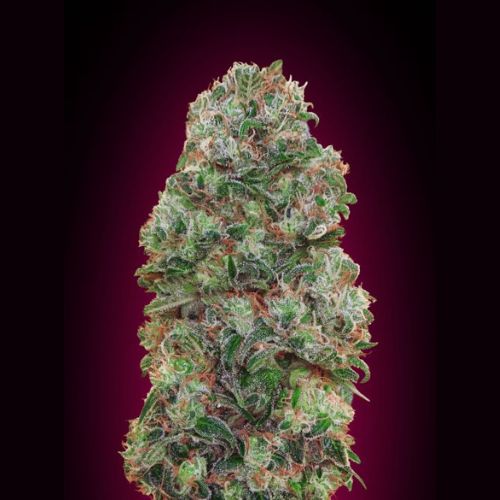 00 Seeds Bubble Gum Feminized Seeds | Skyline Seed Bank | South Africa