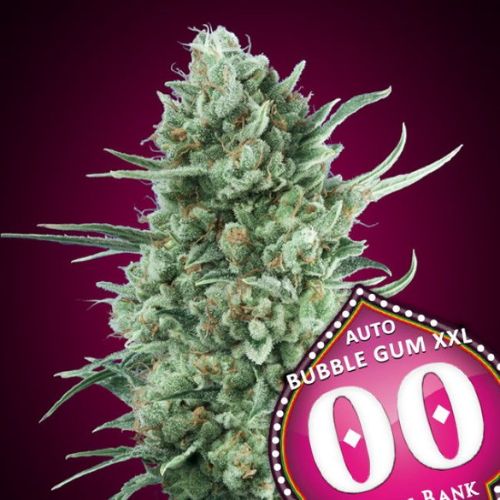 00 Seeds Bubble Gum XXL Auto Seeds | Skyline Seed Bank | South Africa