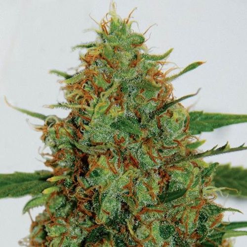 G13 Labs C99 Seeds | Skyline Seed Bank | South Africa