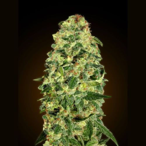 00 Seeds California Kush Auto Seeds | Skyline Seed Bank | South Africa