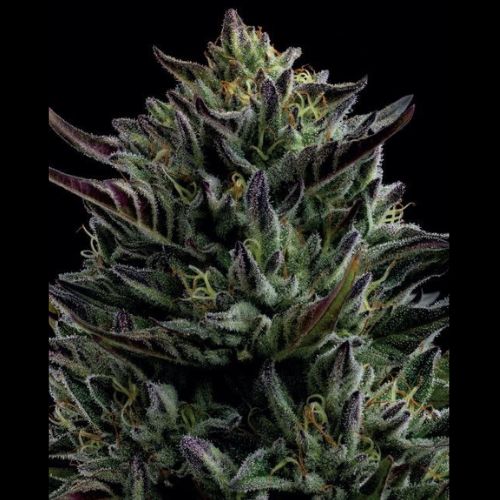 Humboldt Seed Company California Octane Seeds | Skyline Seed Bank