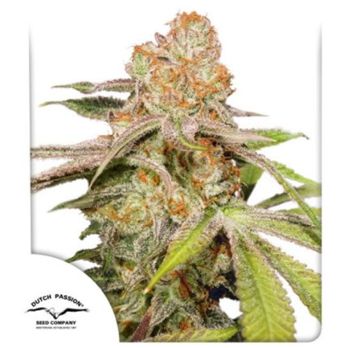 Dutch Passion Californian Orange Seeds | Skyline Seed Bank 