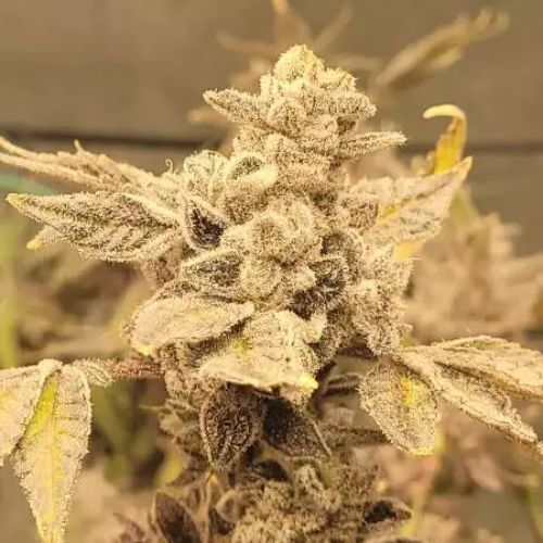 Cap Junky Clone | Seed Junky Genetics