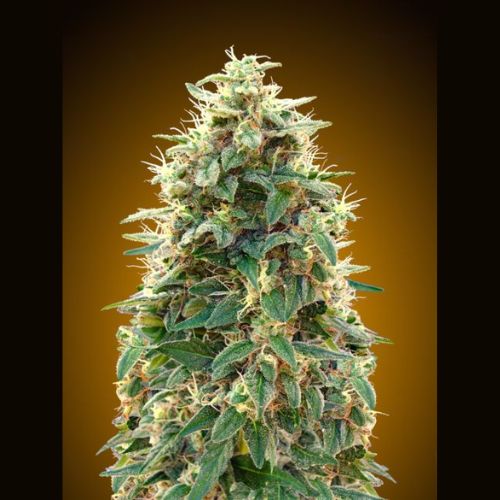 00 Seeds Cheese Auto Seeds | Skyline Seed Bank | South Africa