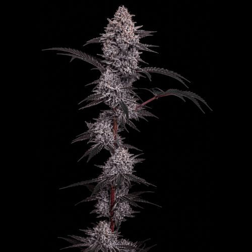 Chikitaz Clone | Cipher Genetics