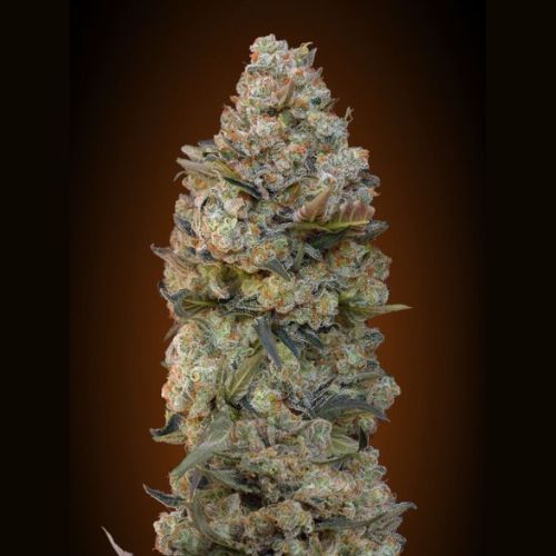 00 Seeds Chocolate Skunk Feminized Seeds | Skyline Seed Bank 