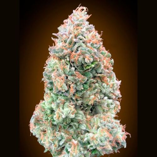 00 Seeds Chocolate Skunk XXL Auto | Skyline Seed Bank | South Africa