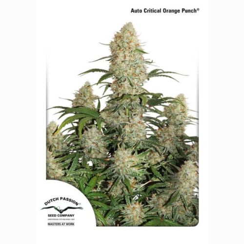 Dutch Passion Critical Orange Punch Auto Seeds | Skyline Seed Bank 