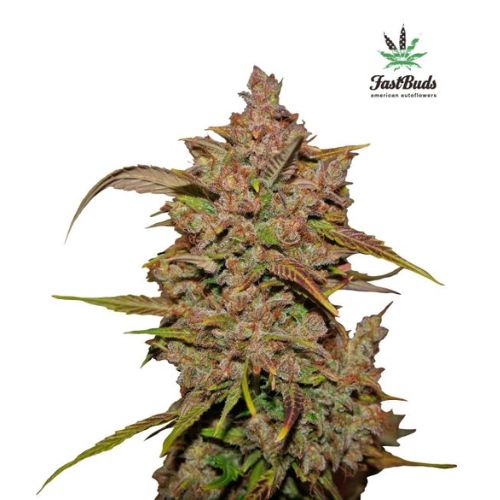 420 Fast Buds Crystal Meth Auto Seeds | Skyline Seed Bank 