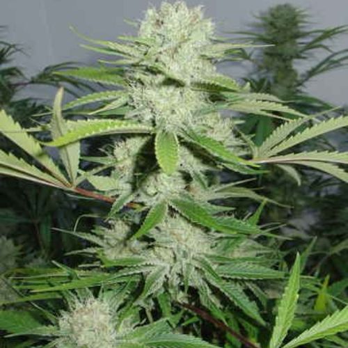 Cannalope Haze Feminized Seeds | Sweet Melon Sativa