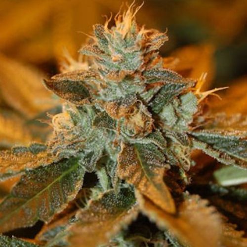 Cataract Kush Feminized Seeds | Premium DNA Genetics Cannabis