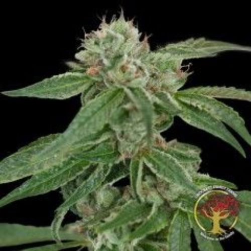 Crockett’s Confidential Regular Seeds | DNA Genetics Indica Seeds