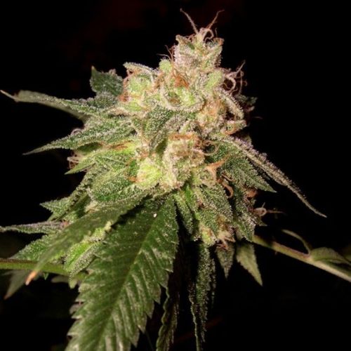 OG Kush Feminized Seeds | Legendary High-Yield Cannabis Seeds