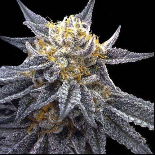 DNA Genetics SSOG Feminized Cannabis Seeds | Skyline Seed Bank