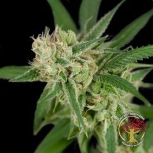 Sour Banana Sherbet Regular Seeds | Premium Hybrid Cannabis