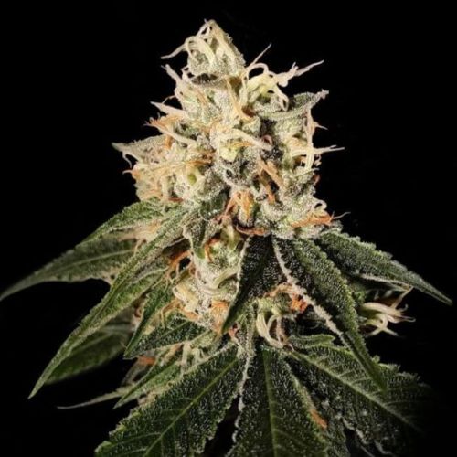 Sour Juice Regular Seeds | DNA Genetics Cannabis Seeds 🌿