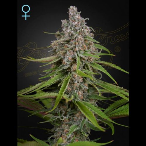 Green House Seed Co. Deep Candy CBD Seeds | Skyline Seed Bank 