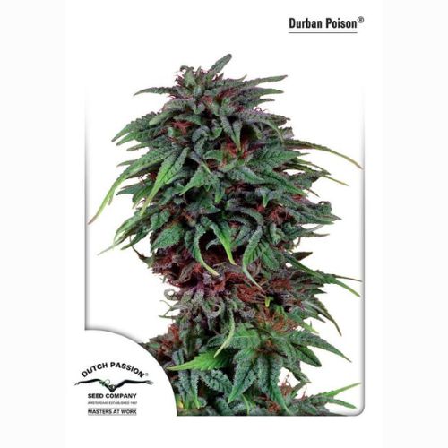 Dutch Passion Durban Poison Feminized Seeds | Skyline Seed Bank 