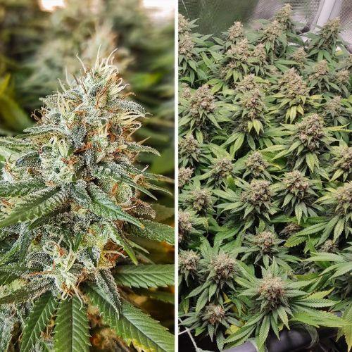 Dutch Passion Amsterdam Amnesia Seeds | Skyline Seed Bank | South Africa