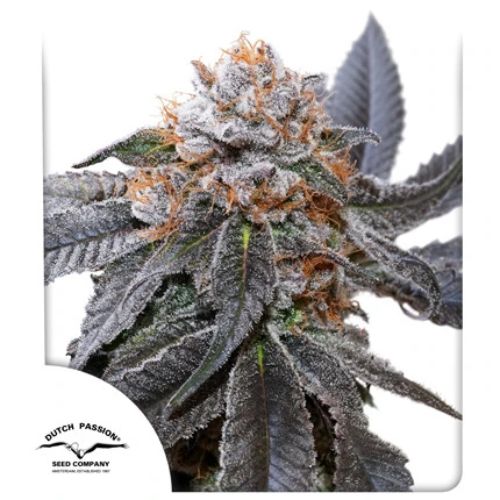 Dutch Passion Blue Zushi Feminized Seeds | Skyline Seed Bank