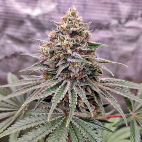 Dutch Passion Blue Zushi Feminized Seeds | Skyline Seed Bank
