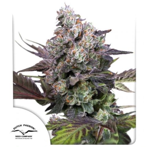 Dutch Passion Candy Bubatz XL Feminized Seeds | Skyline Seed Bank