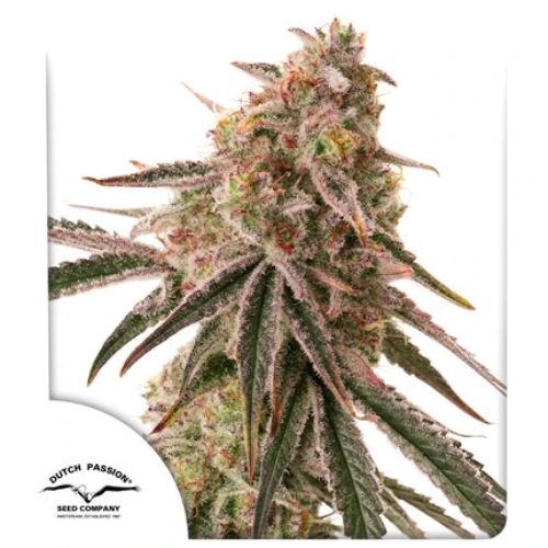 Dutch Passion Frozen Biscotti Seeds | Skyline Seed Bank