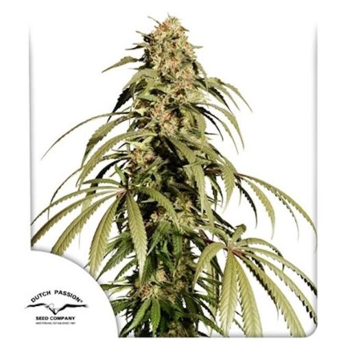 Ice Cream Haze Feminized Seeds | High THC, XXL Yields