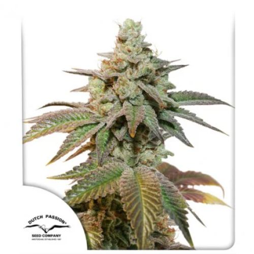 Dutch Passion Kerosene Krash Auto Seeds | Skyline Seed Bank